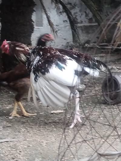 pure lakha aseeel ka cross ma ha