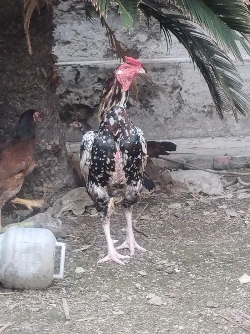 pure lakha aseeel ka cross ma ha — photo 2