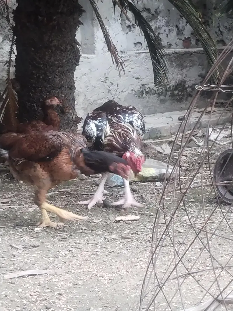 pure lakha aseeel ka cross ma ha — photo 3