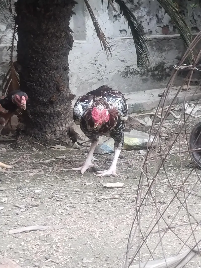 pure lakha aseeel ka cross ma ha — photo 4