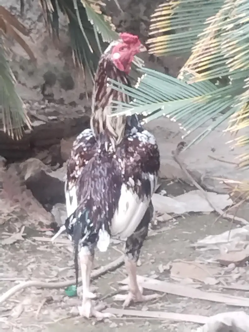 pure lakha aseeel ka cross ma ha — photo 6
