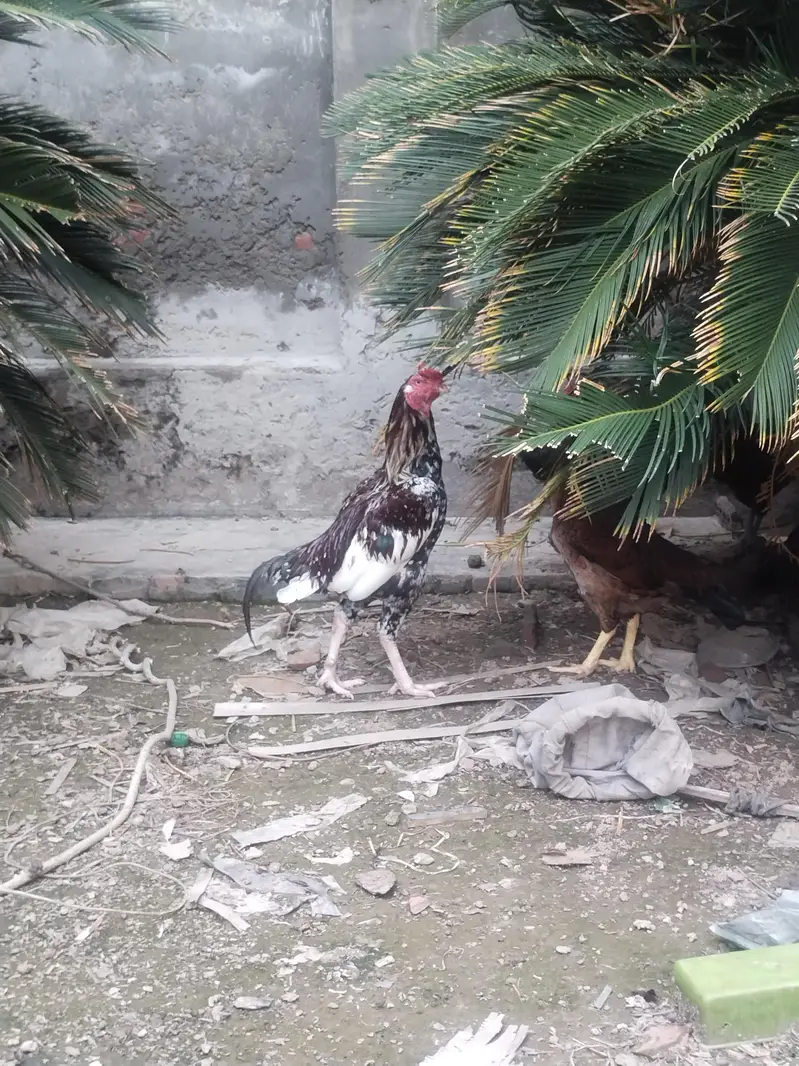 pure lakha aseeel ka cross ma ha — photo 7