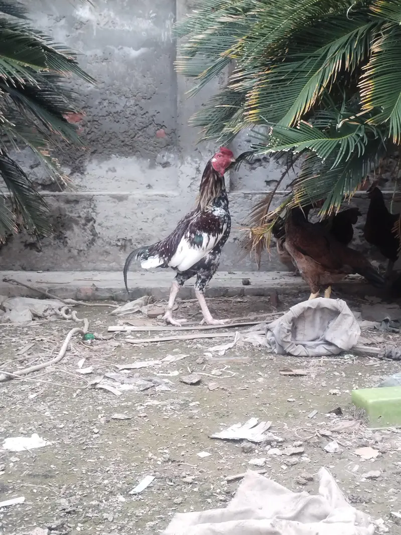 pure lakha aseeel ka cross ma ha — photo 8