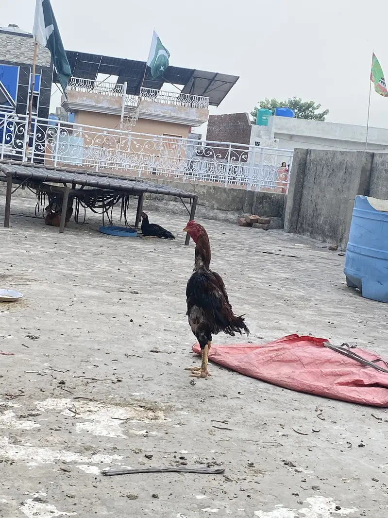 Turkish hint x pakistani — photo 2