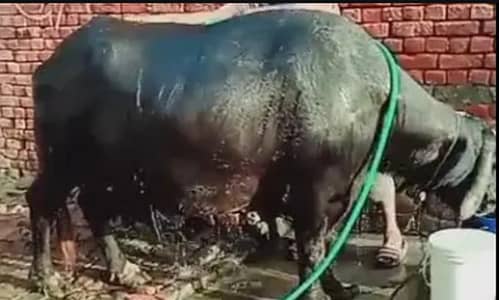 Buffalo for sale contact 03014544965