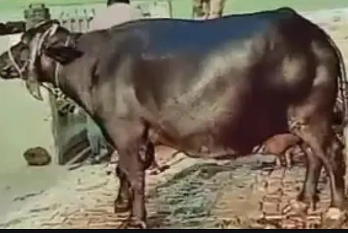 Buffalo for sale contact 03014544965 — photo 3