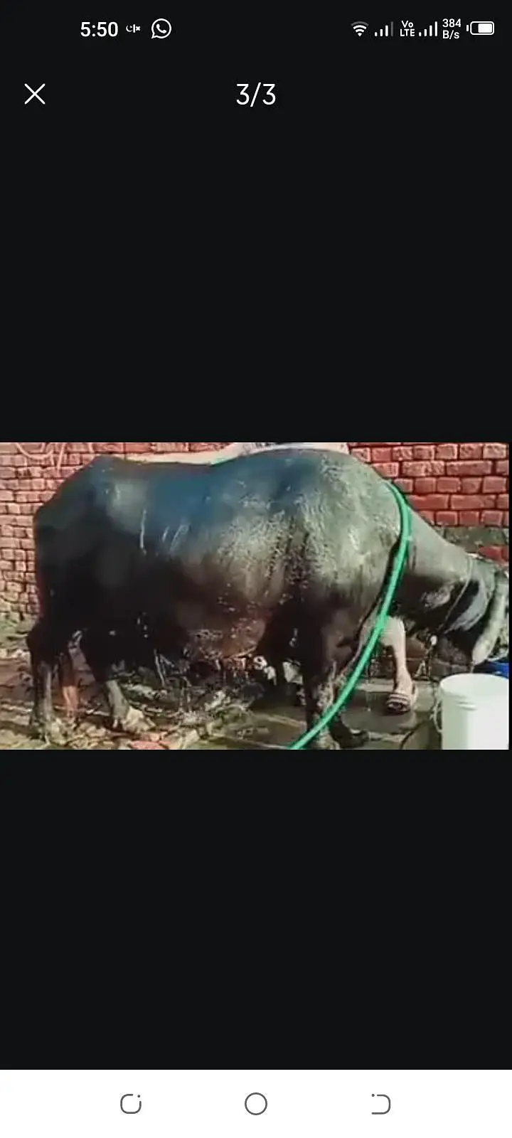 Buffalo for sale contact 03014544965 — photo 4