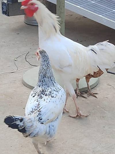 Desi Chicken And Aseel Hens And Cocks