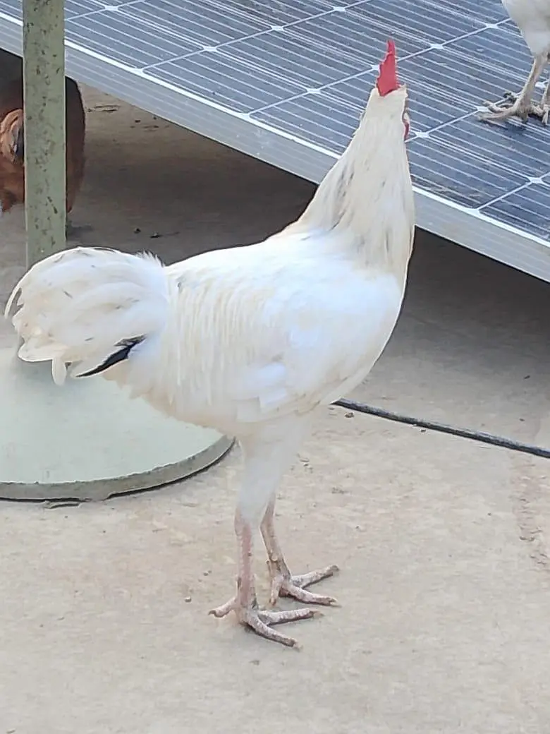 Desi Chicken And Aseel Hens And Cocks — photo 2