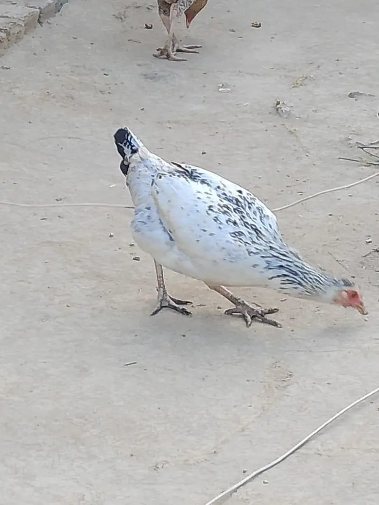 Desi Chicken And Aseel Hens And Cocks — photo 3