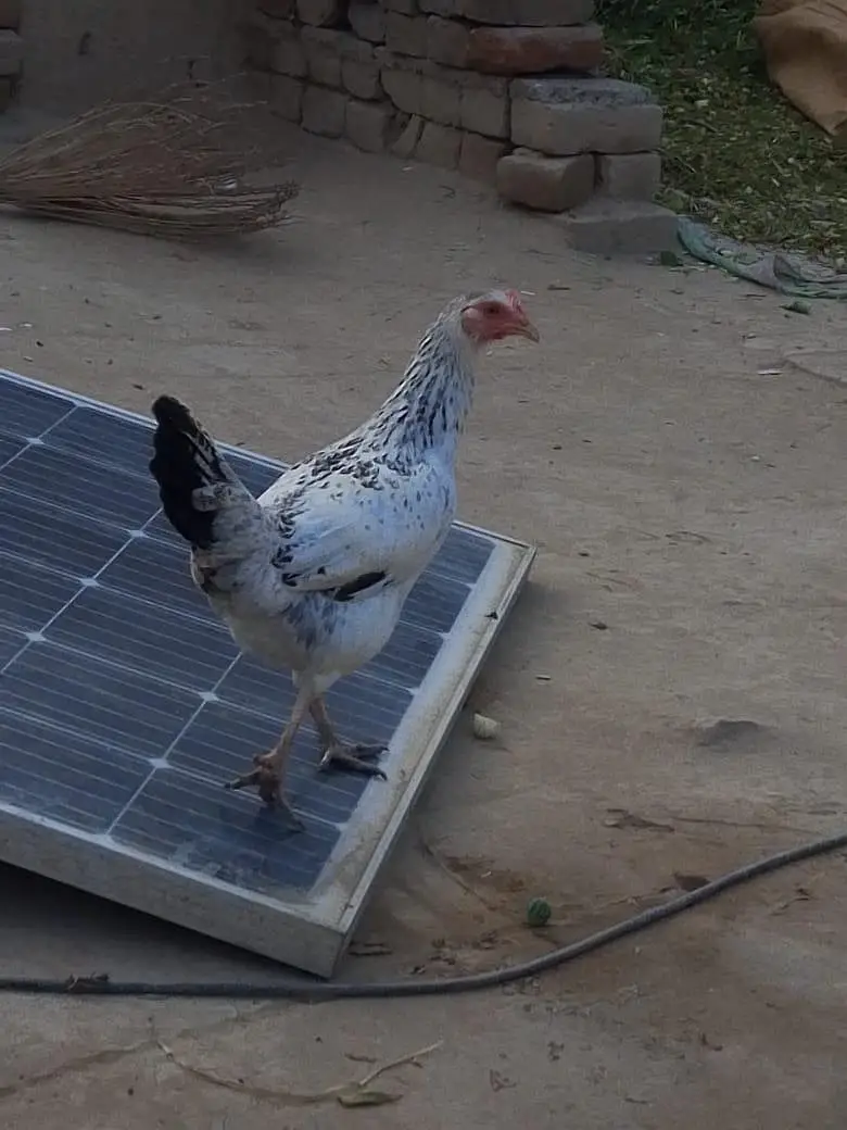 Desi Chicken And Aseel Hens And Cocks — photo 4