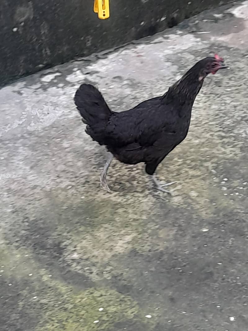 desi hen 1