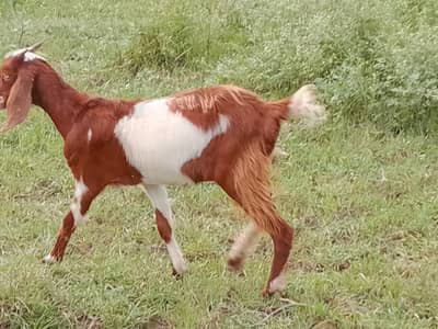 Desi breed  FEMALE