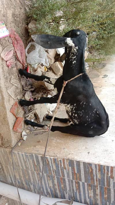 goat for sale