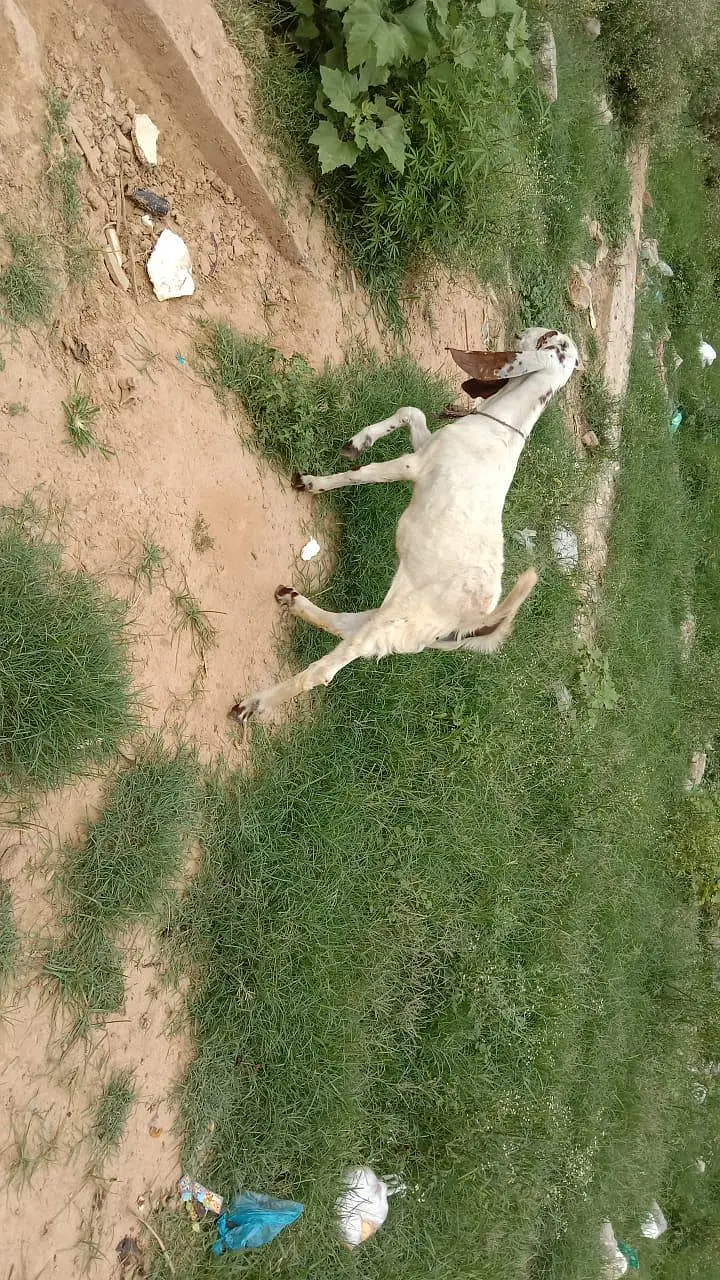 goat for sale — photo 3