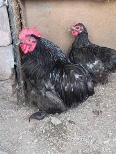 bentam pair 5000/ 03271166974