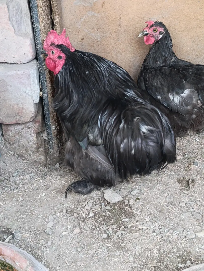 bentam pair 5000/ 03271166974 — photo 4