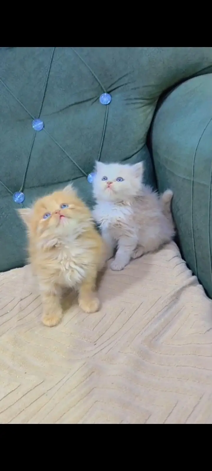 Quality Persian cat & Kittens Male & female    0348 7277309 WhatsApp — photo 2