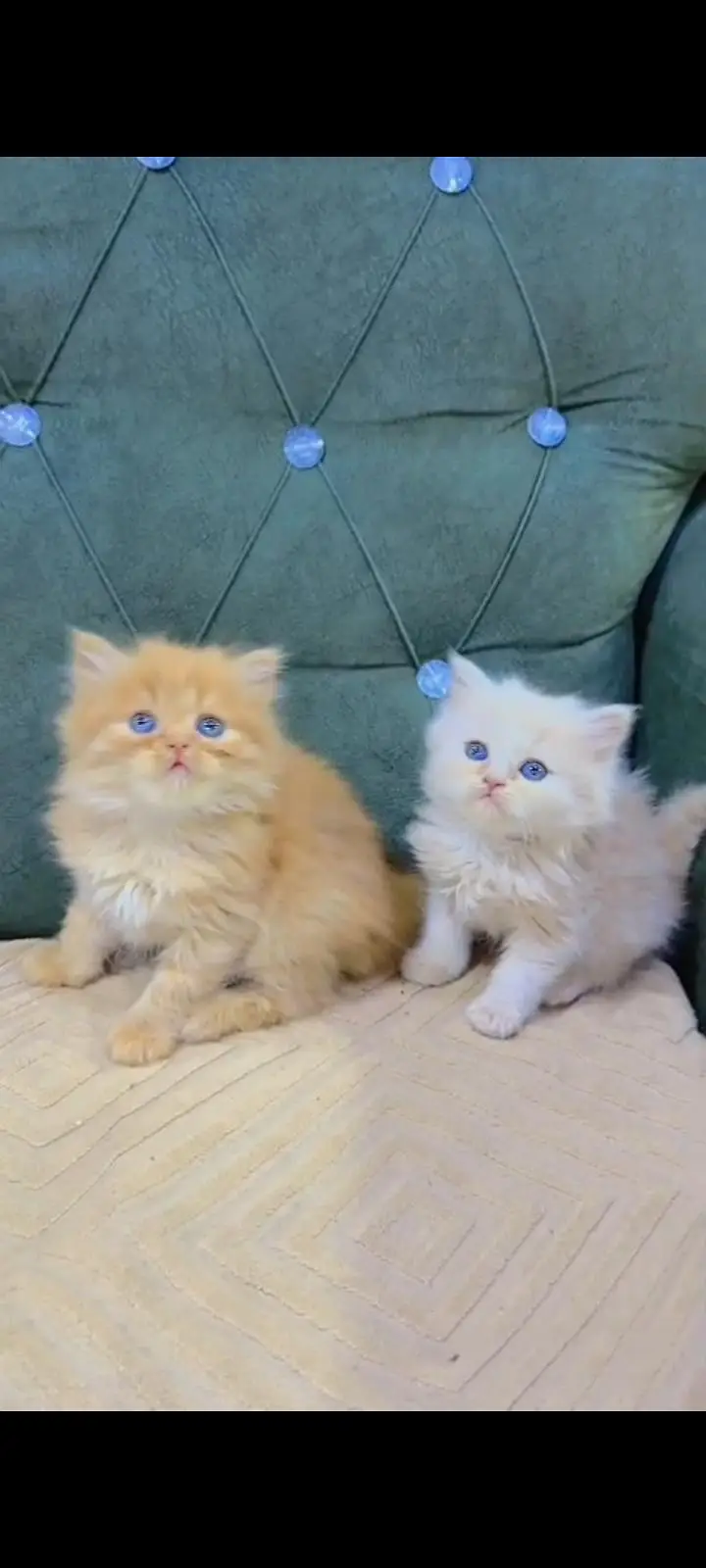 Quality Persian cat & Kittens Male & female    0348 7277309 WhatsApp — photo 3