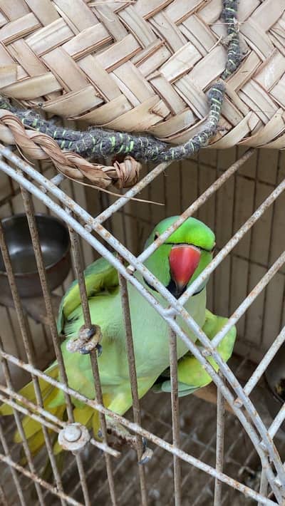 talking parrot