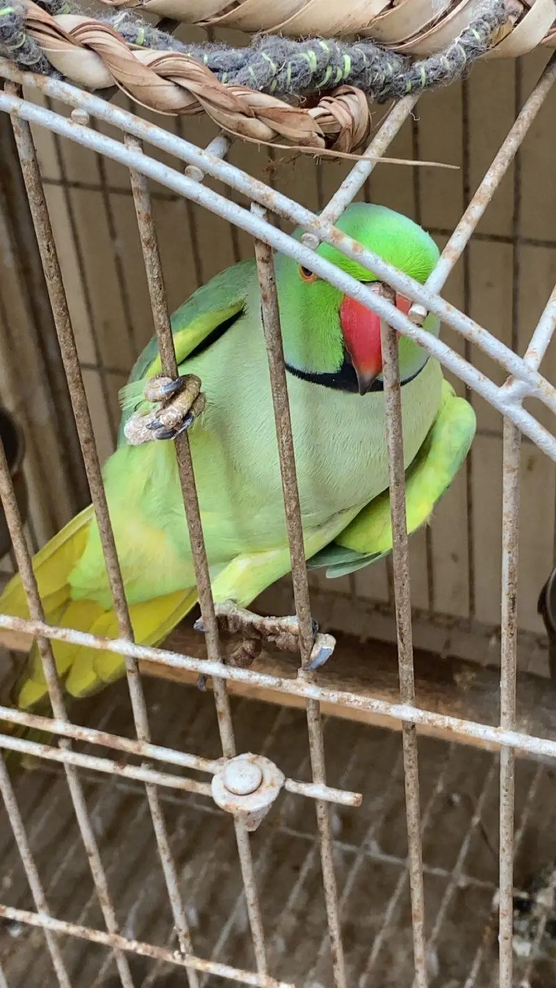 talking parrot — photo 2
