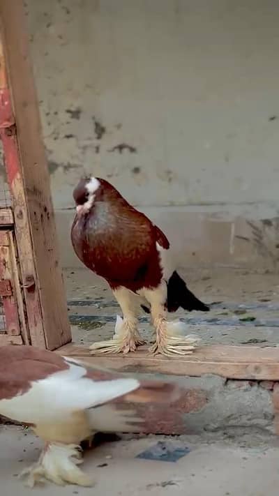 Brown Pouter Gubara