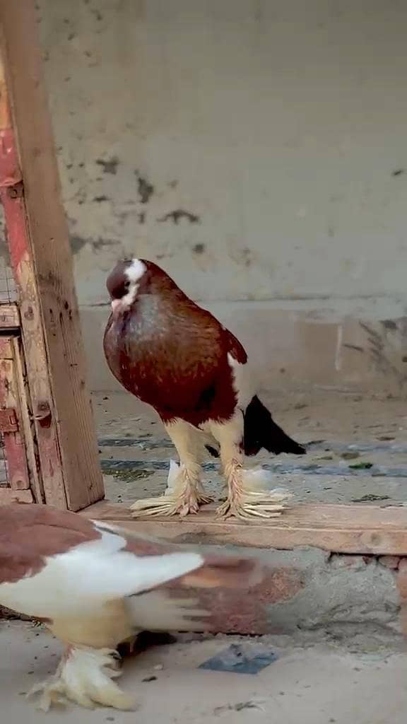 Brown Pouter Gubara 0
