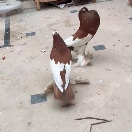 Brown Pouter Gubara 1