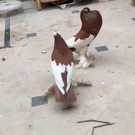 Brown Pouter Gubara — photo 2