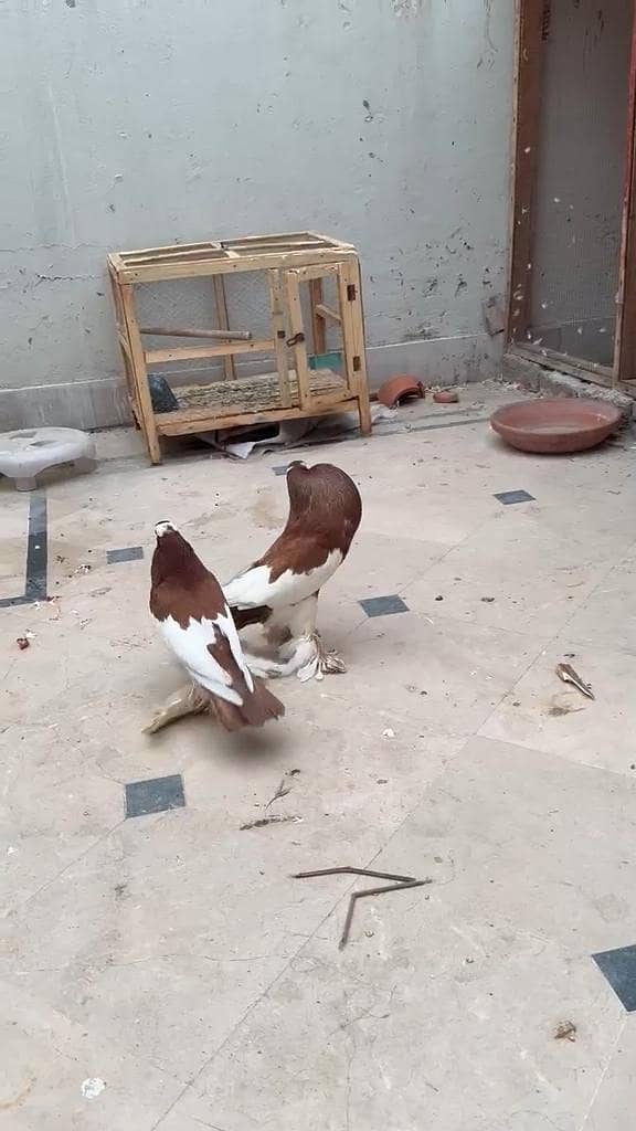 Brown Pouter Gubara 2