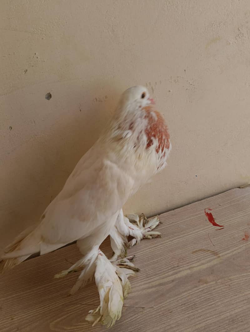 Brown Pouter Gubara 3