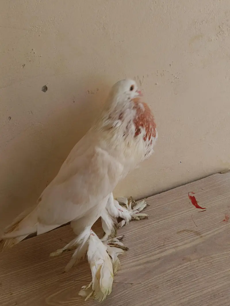 Brown Pouter Gubara — photo 4