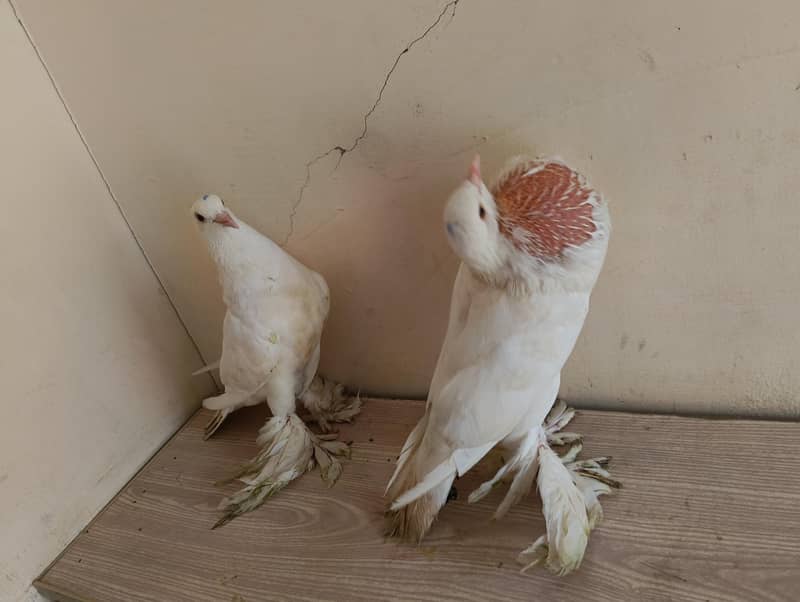 Brown Pouter Gubara 4