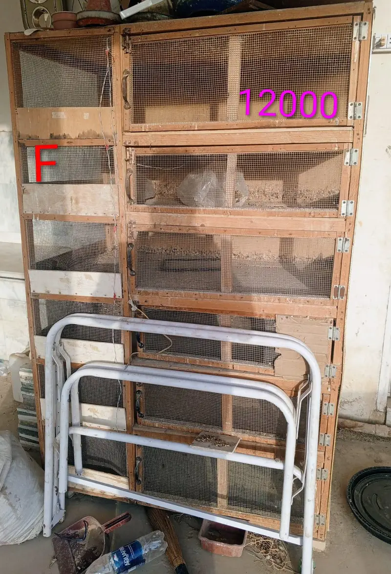 Hen Wooden Cages — photo 11
