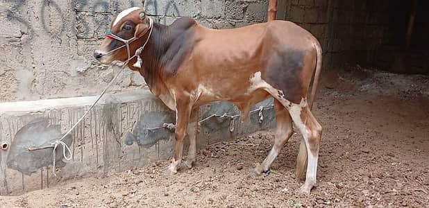 Qurbani 2027 bachra for sale