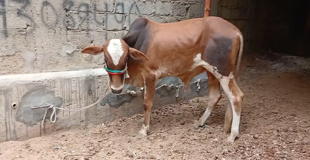 Qurbani 2027 bachra for sale — photo 2