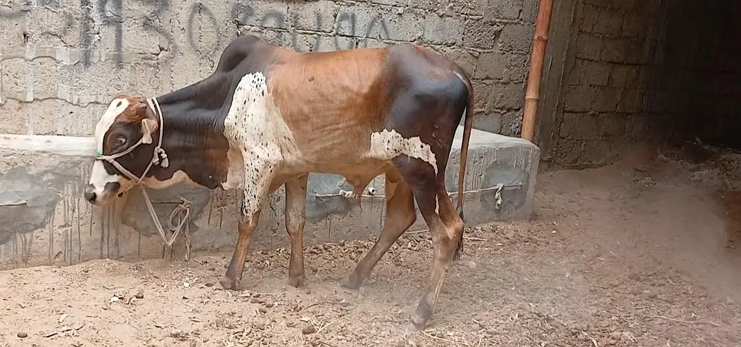Qurbani 2027 bachra for sale — photo 3