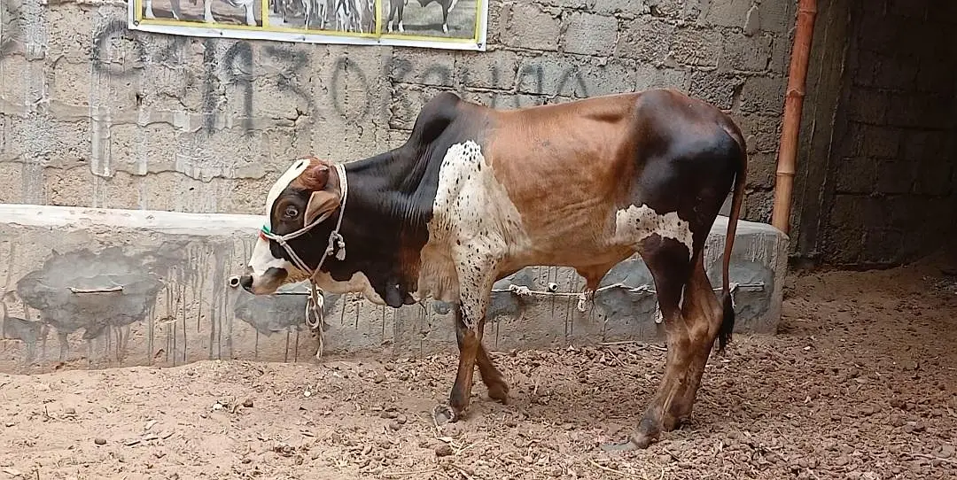 Qurbani 2027 bachra for sale — photo 4