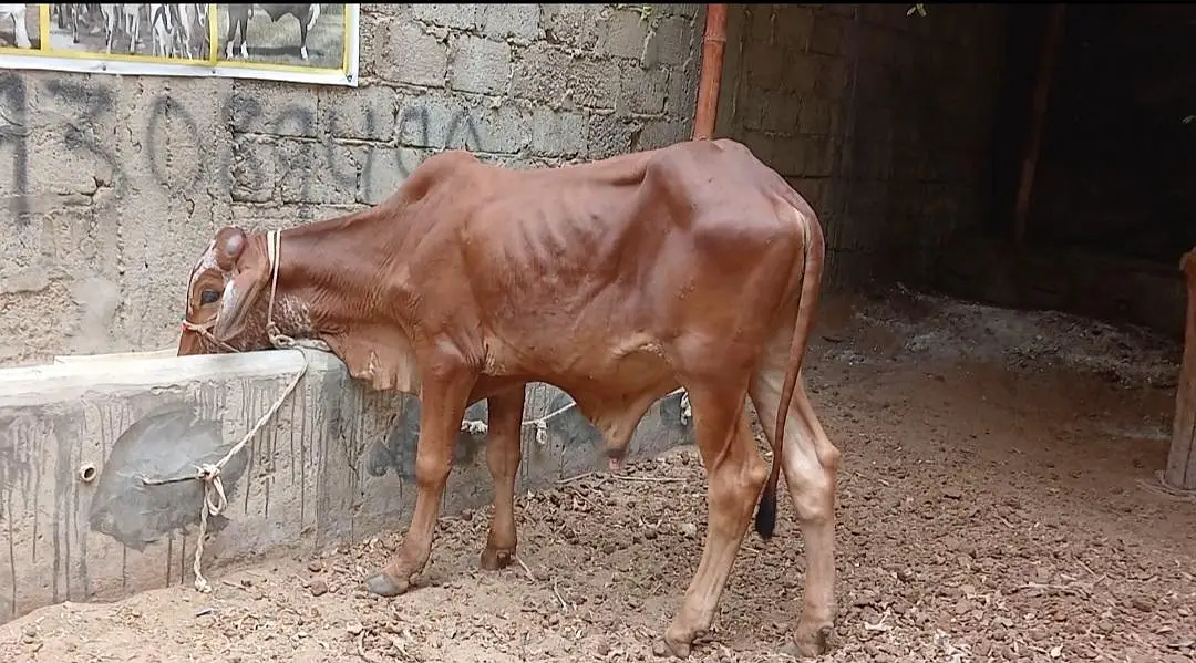 Qurbani 2027 bachra for sale — photo 5