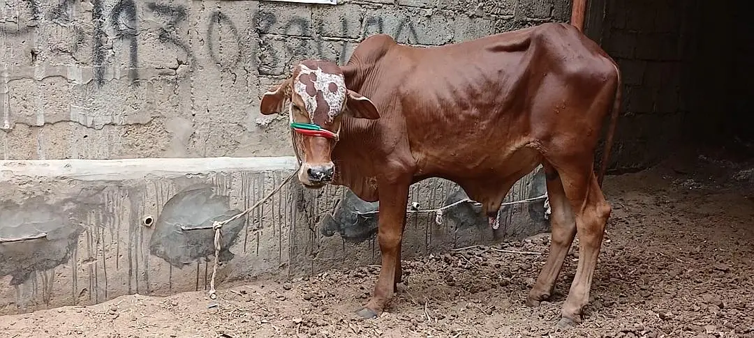 Qurbani 2027 bachra for sale — photo 6