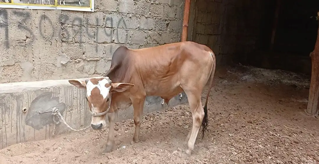 Qurbani 2027 bachra for sale — photo 7