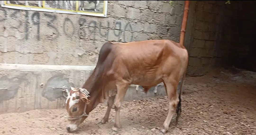 Qurbani 2027 bachra for sale — photo 8
