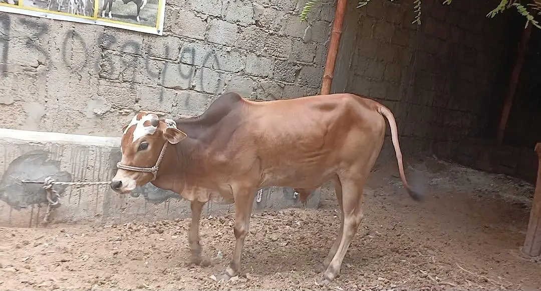 Qurbani 2027 bachra for sale — photo 9