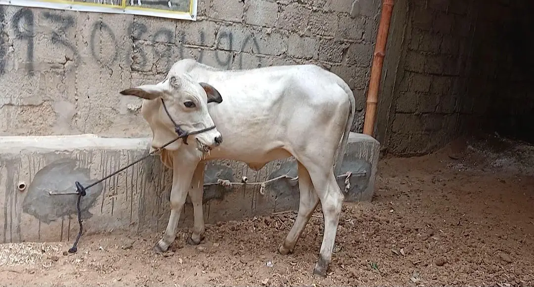 Qurbani 2027 bachra for sale — photo 10