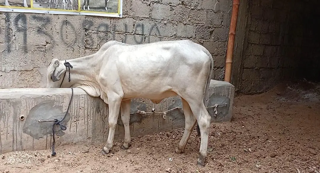 Qurbani 2027 bachra for sale — photo 11