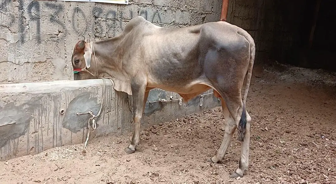 Qurbani 2027 bachra for sale — photo 12
