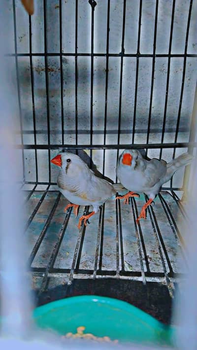 zebra Finch pair for sale with cage