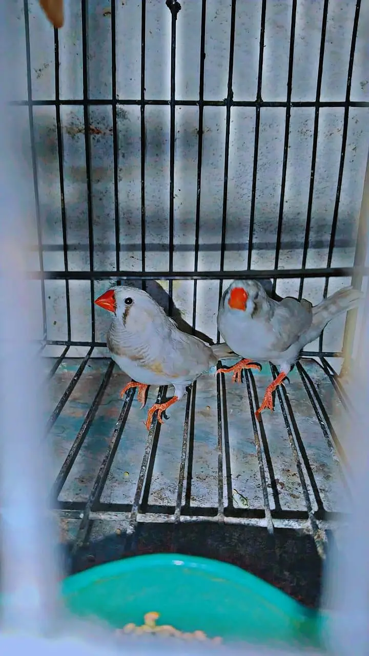 zebra Finch pair for sale with cage