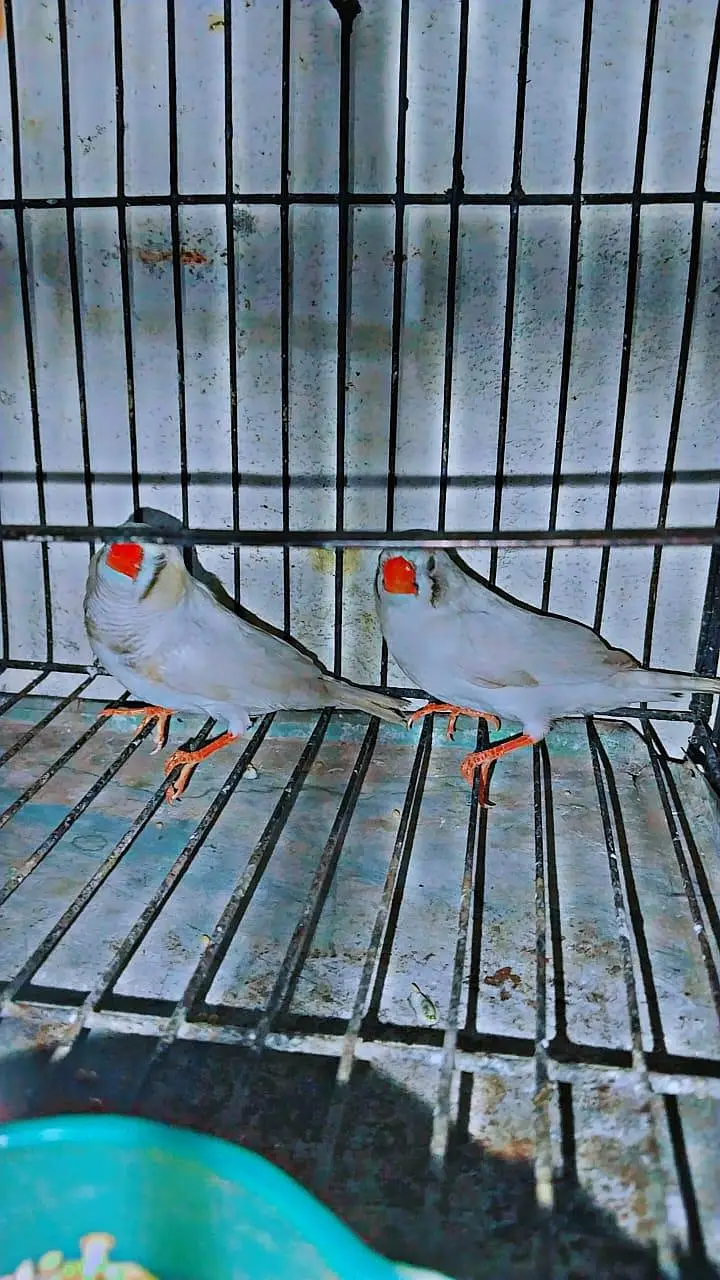 zebra Finch pair for sale with cage — photo 2