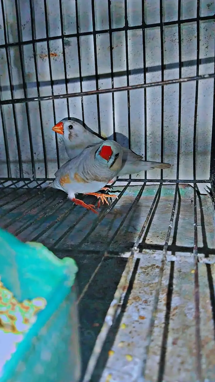 zebra Finch pair for sale with cage — photo 3